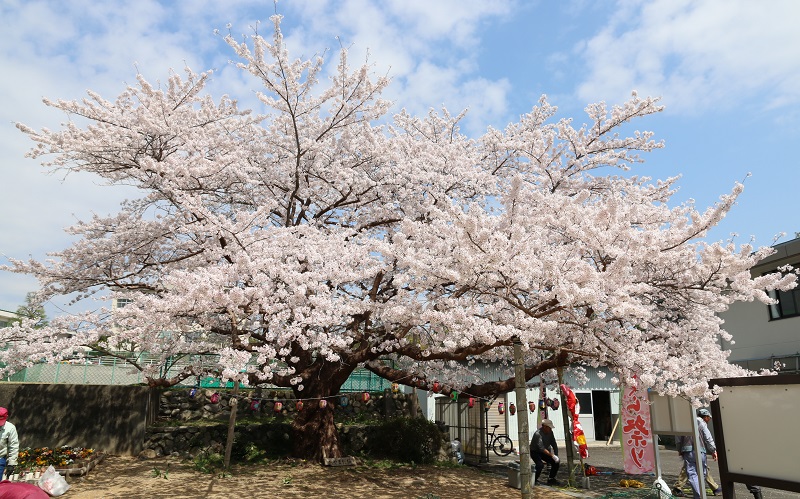 おやまだ桜が見頃に　祭りの準備も　