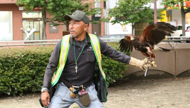 タカでムクドリ追い払う　今年も放鷹始まる
