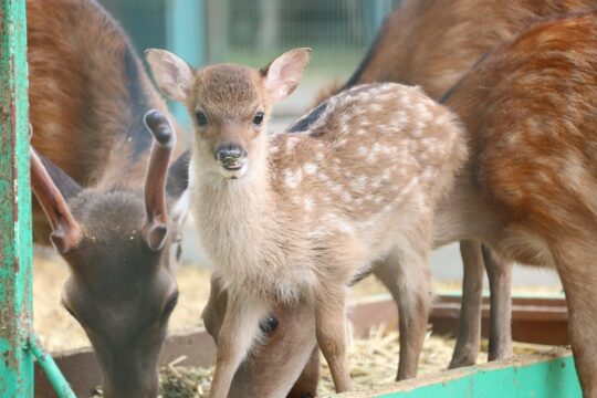 子鹿の名前を募集　南部丘陵公園の小動物園
