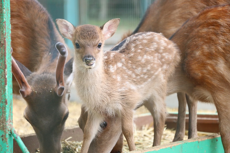 子鹿の名前を募集　南部丘陵公園の小動物園