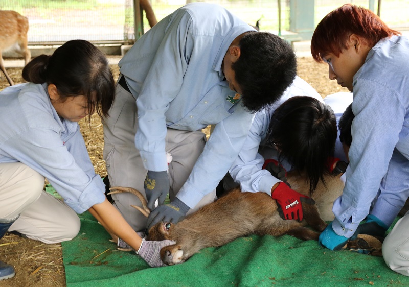 動きに迫力　南部丘陵公園小動物園ヤクシカの角切り