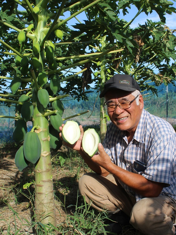 育て 方 の パパイヤ パパイヤの特徴や育て方、野菜としての栽培方法も紹介！｜農業・ガーデニング・園芸・家庭菜園マガジン[AGRI PICK]