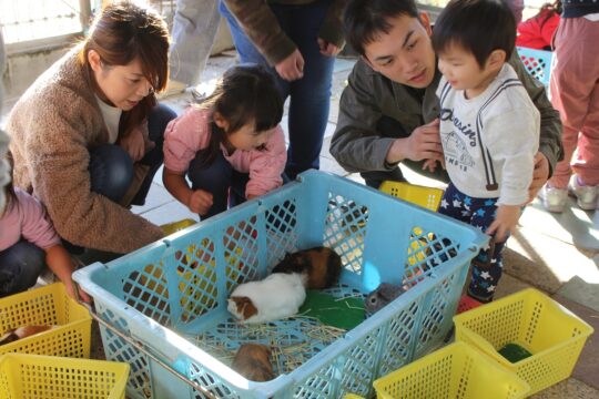 今年の干支チュウ目してネ　モルモットとの触れ合い人気