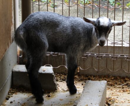 「メェ～メェ～」子ヤギの名前を募集　南部丘陵公園小動物園