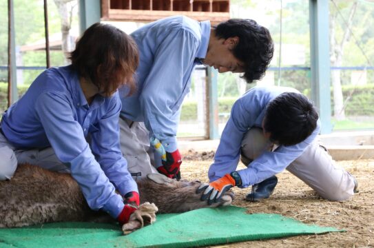 来園者らの注目集める　　南部丘陵公園小動物園でヤクシカの角切り