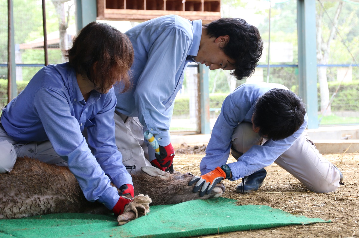 来園者らの注目集める　　南部丘陵公園小動物園でヤクシカの角切り
