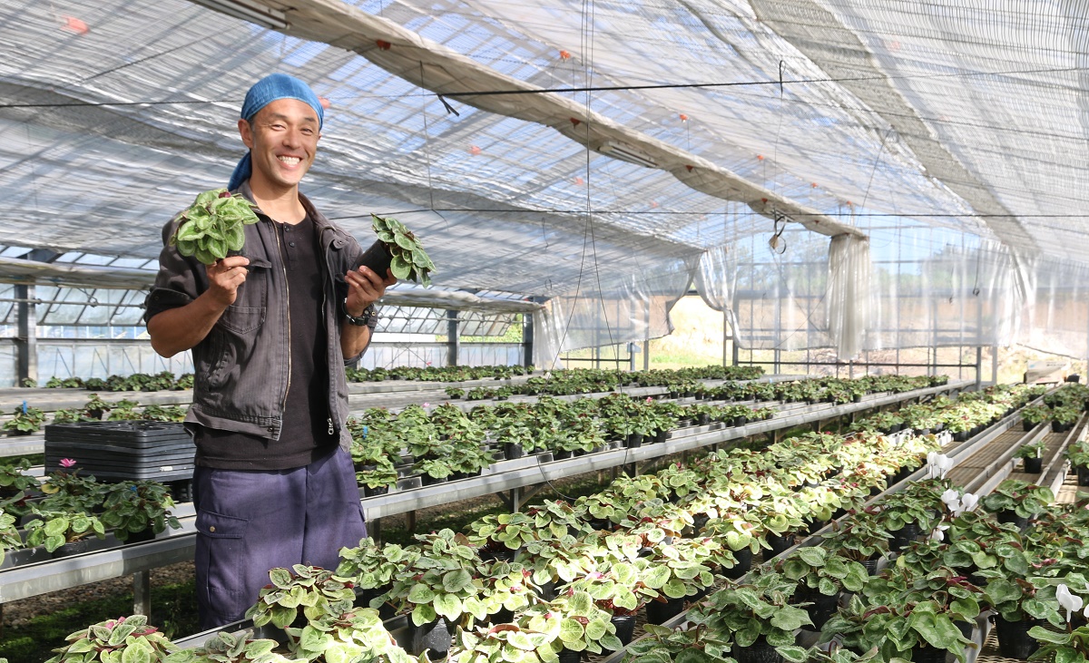 栽培に13か月かかることに驚きも　菰野町の増田園芸でシクラメン植え替え体験