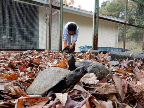 冬眠のためカメが引っ越し　南部丘陵公園の小動物園