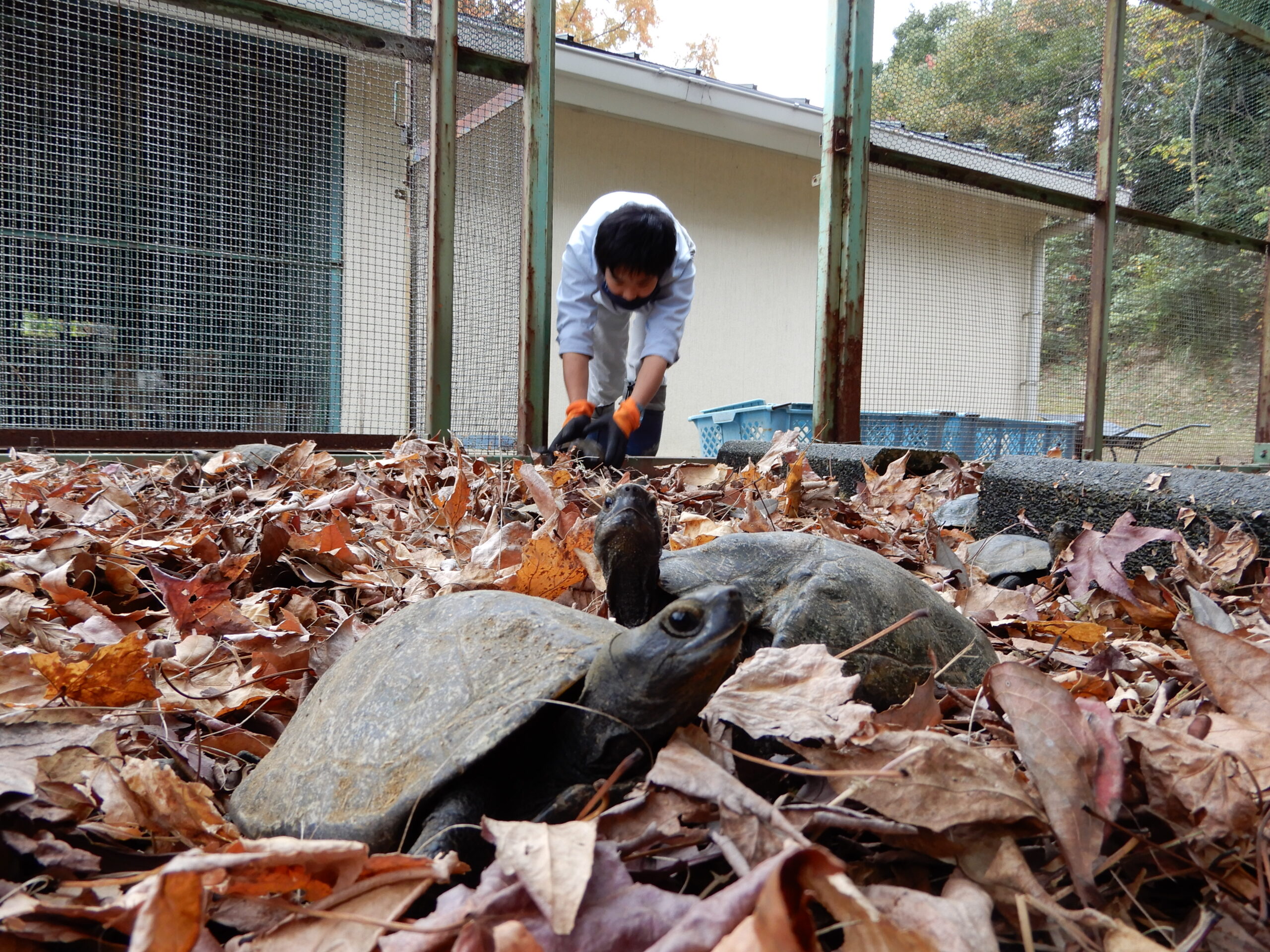 冬眠のためカメが引っ越し　南部丘陵公園の小動物園