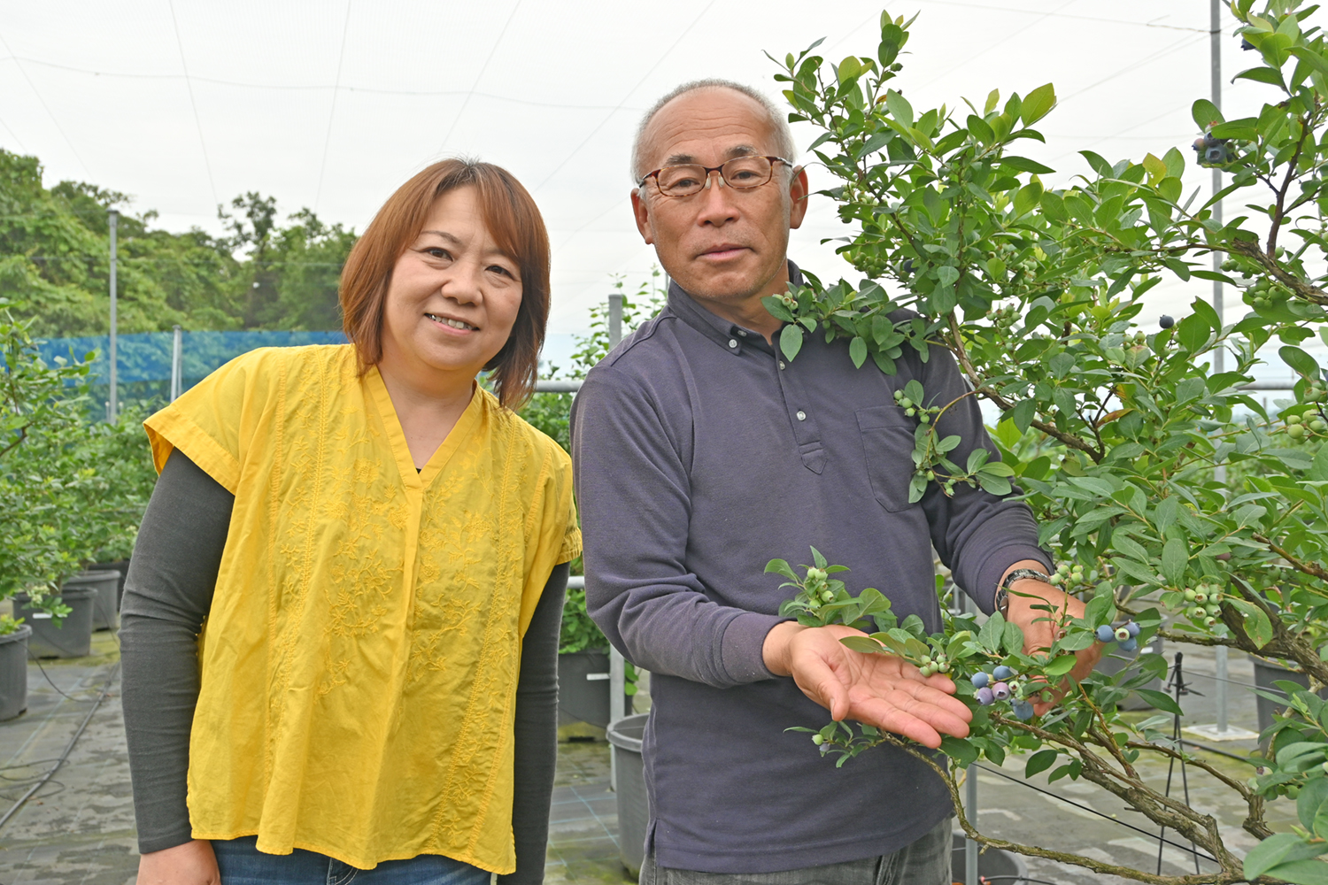 甘くて美味しくて大きいブルーベリー　さくらベリーズガーデン