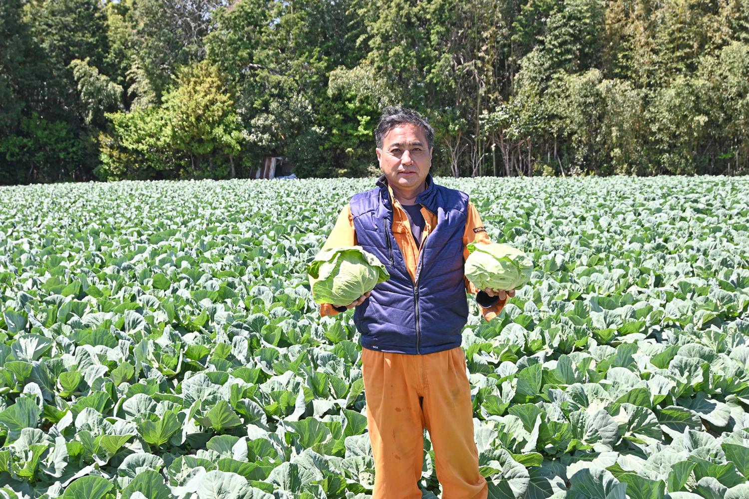 食べてくれる方の期待に応えたい　春キャベツ生産者・川田さん