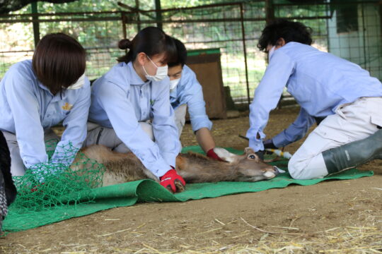 ケガ防止などのためヤクシカ角切り　南部丘陵公園の小動物園