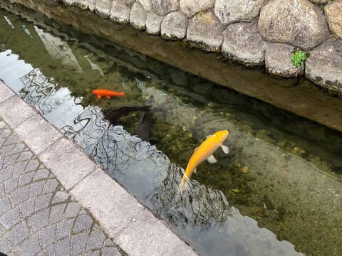 「コラム」ふるさとの名前　第14回【桜】