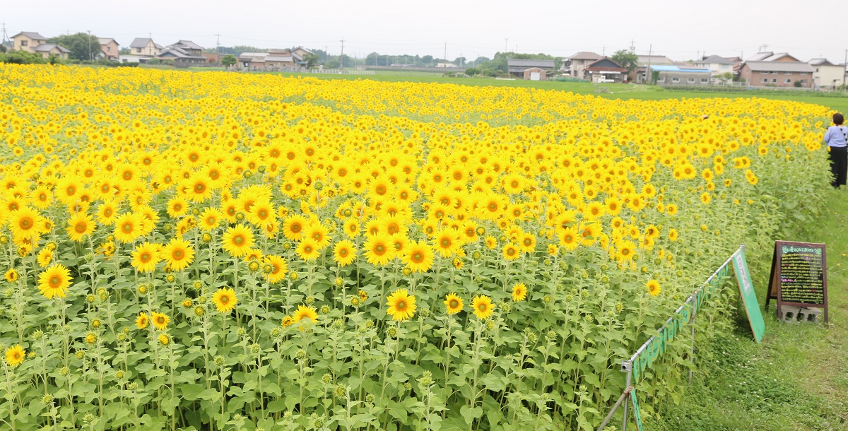 また来たいと思える場所に　四日市市上海老町のヒマワリ畑で見頃