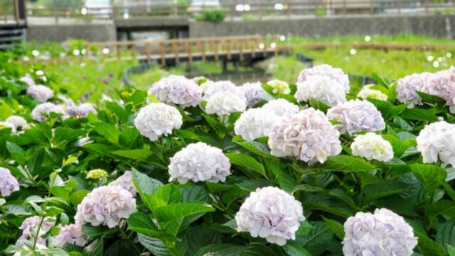 堀川花菖蒲園　アジサイが見頃　四日市市