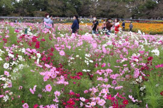 桑名の「なばなの里」でコスモス満開、ダリアも見ごろに
