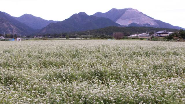 ソバの花、真っ白に畑を染める　いなべ市で見ごろ
