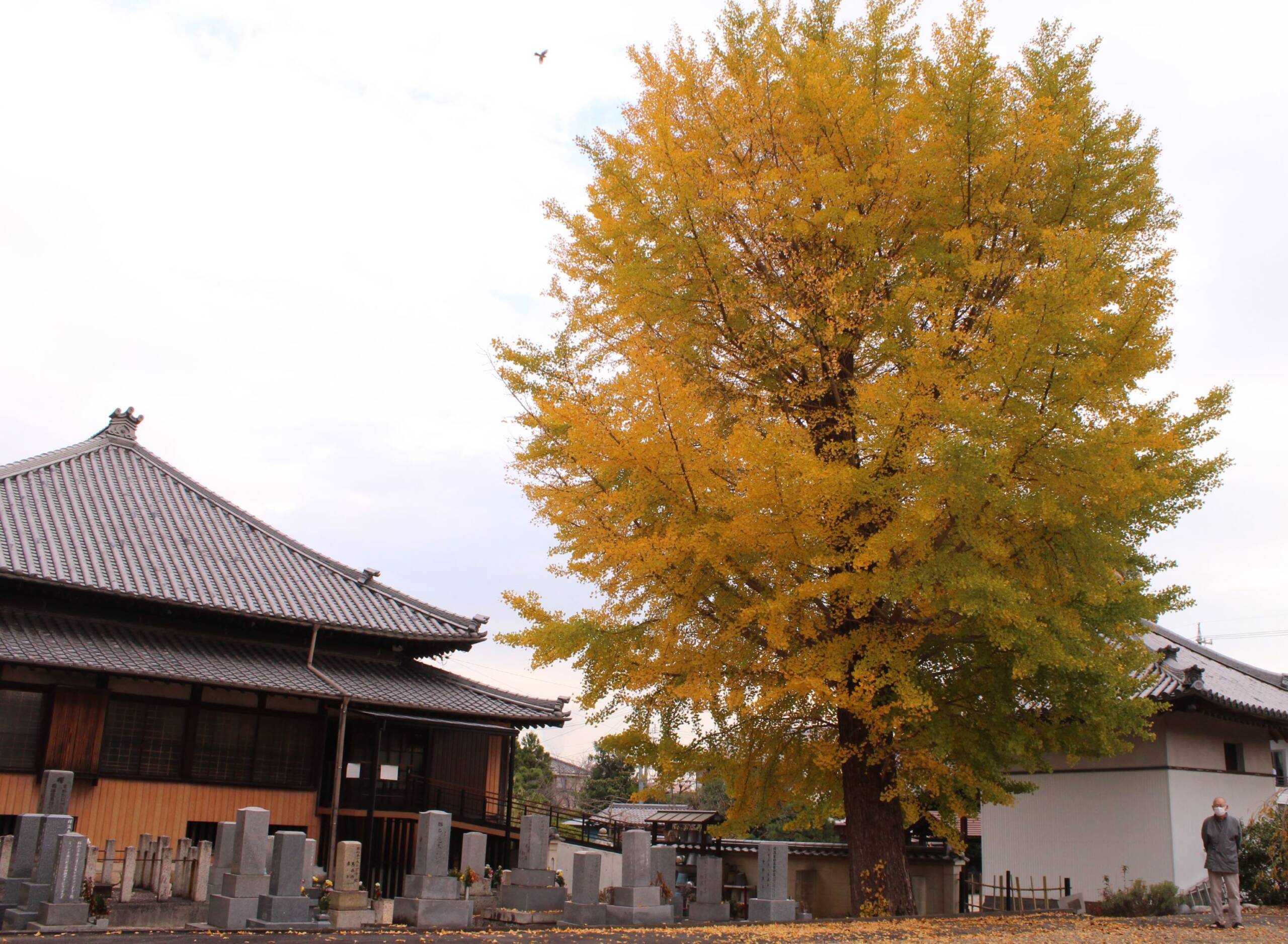 四日市日永の興正寺でイチョウ色づく、本堂上回る高さ