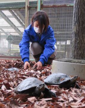 春に元気な姿を　カメが冬眠に向け引っ越し　四日市市の南部丘陵公園
