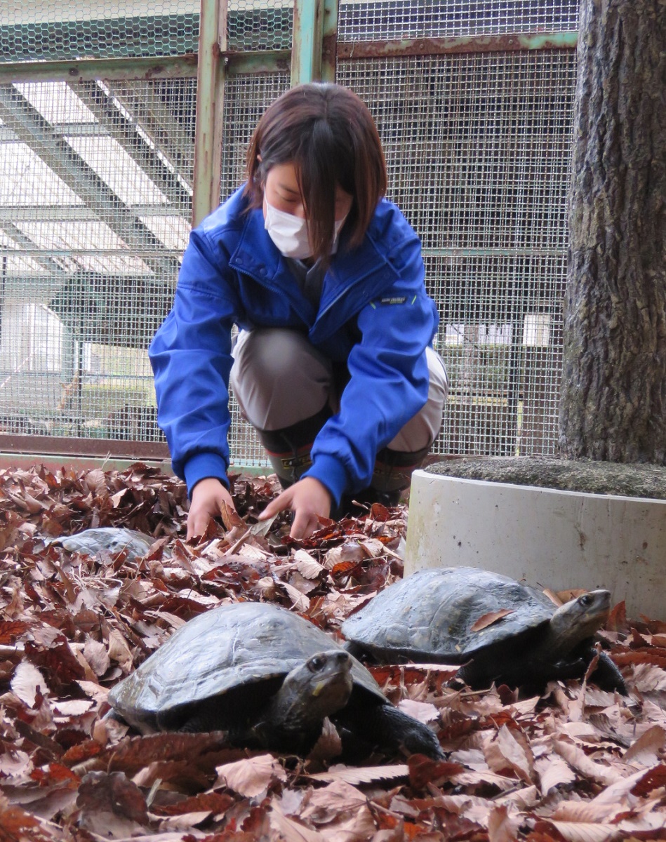 春に元気な姿を　カメが冬眠に向け引っ越し　四日市市の南部丘陵公園