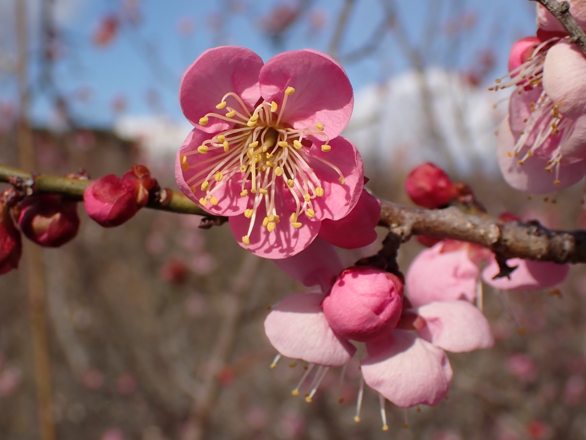 四日市の南部丘陵公園　梅が開花　見頃はこれから