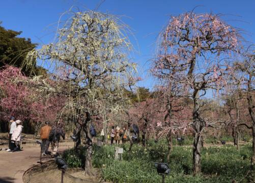 しだれ梅の見ごろピークへ、桑名市の「なばなの里」