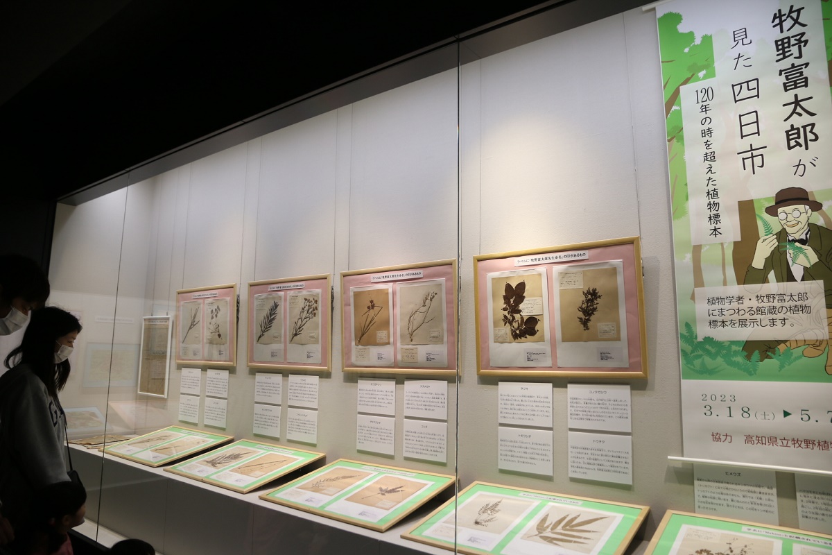 植物学者・牧野富太郎と四日市のかかわりも紹介　四日市市立博物館で特別陳列展　5月7日まで
