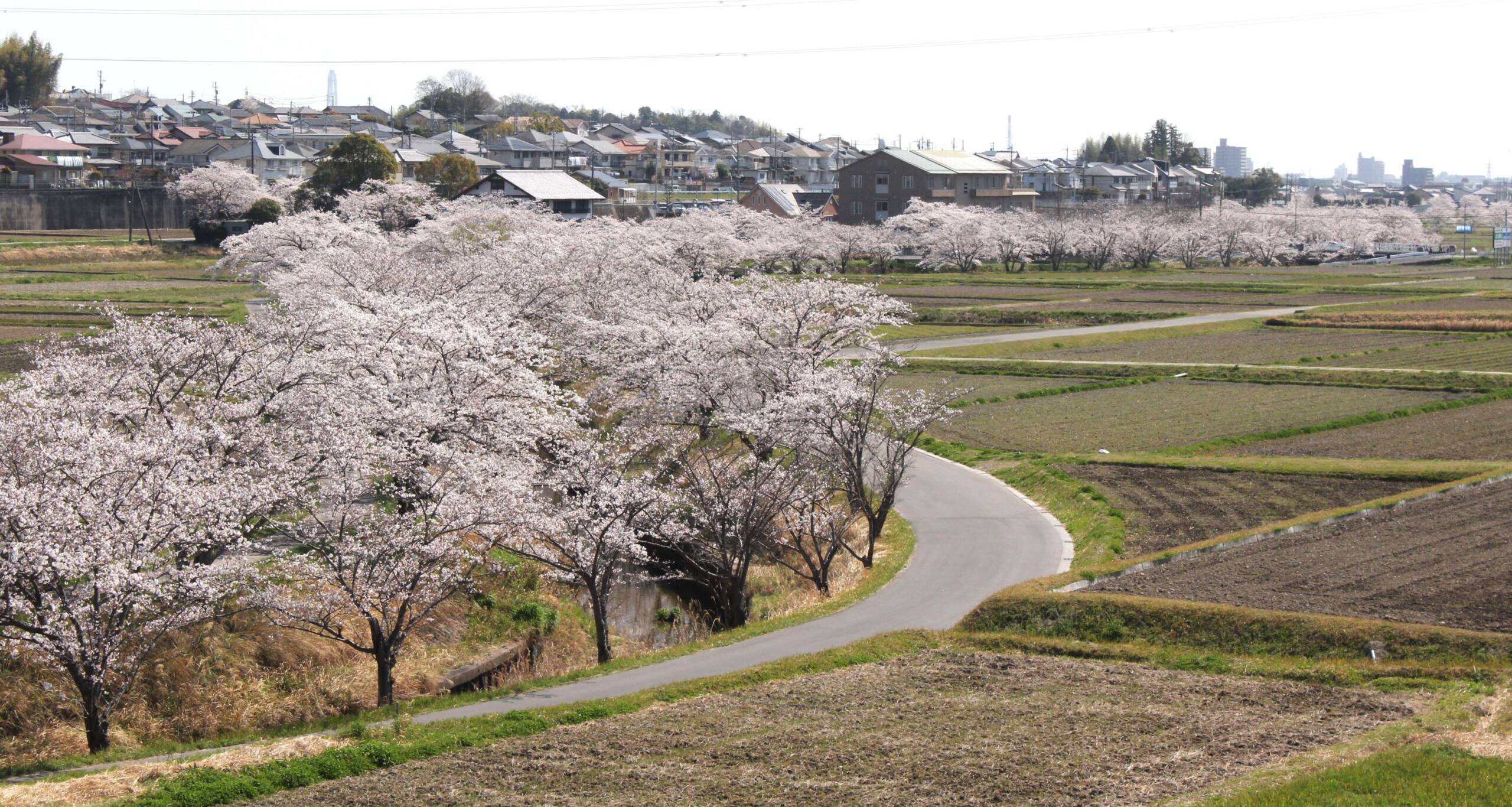 鹿化川の千本桜も間もなく満開、四日市市内、この週末は花見日和に