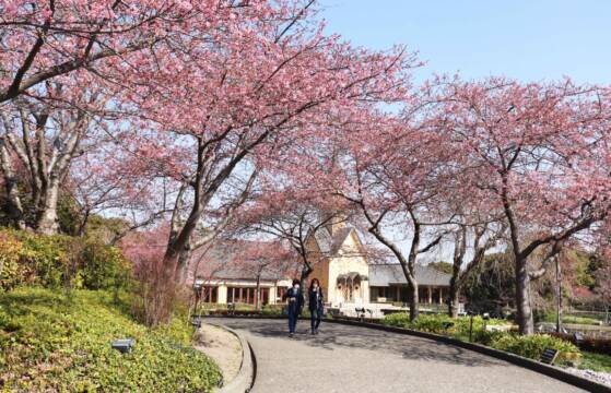 河津桜が見ごろ近づく、桑名市長島町の「なばなの里」
