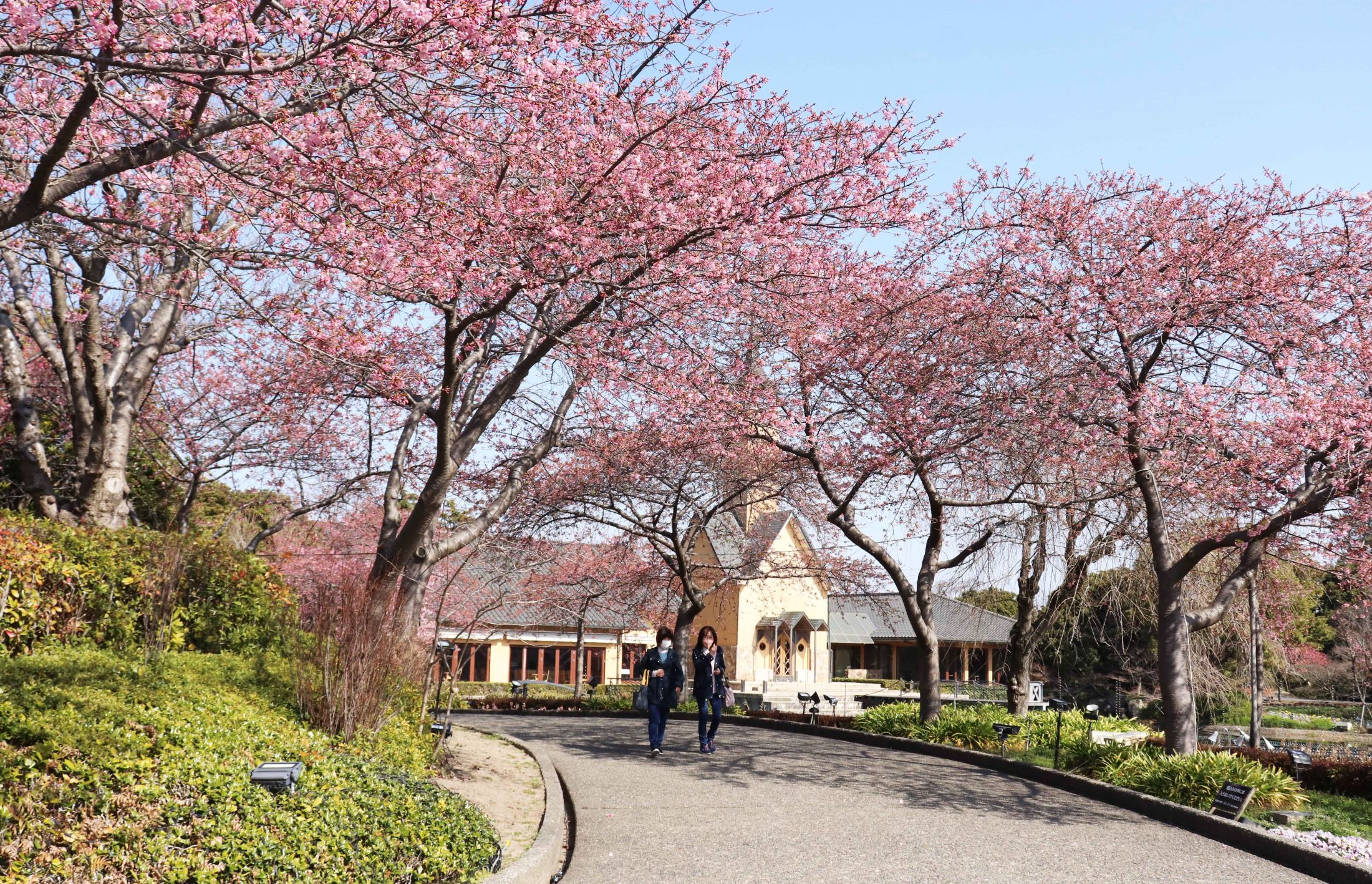 河津桜が見ごろ近づく、桑名市長島町の「なばなの里」