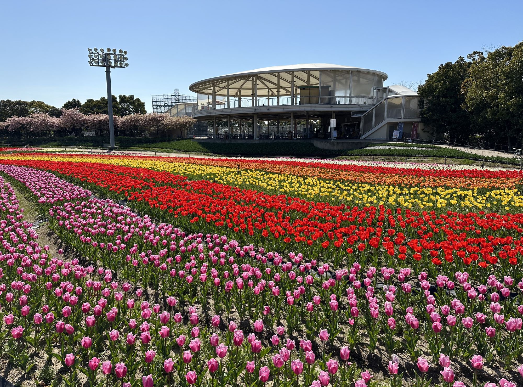 早咲きのチューリップ咲きそろう、「なばなの里」の花ひろば、メーンエリアでも今週末ごろか