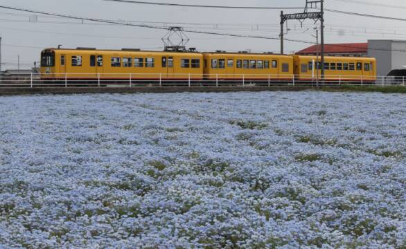 青い花畑と黄色の車両、三岐鉄道北勢線の大泉駅前でネモフィラが満開に