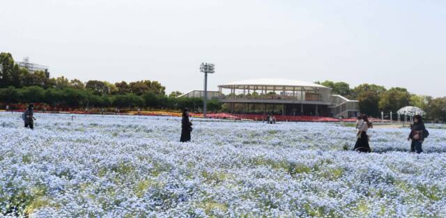 「なばなの里」でネモフィラが見ごろ、「花ひろば」に青い絨毯が広がる