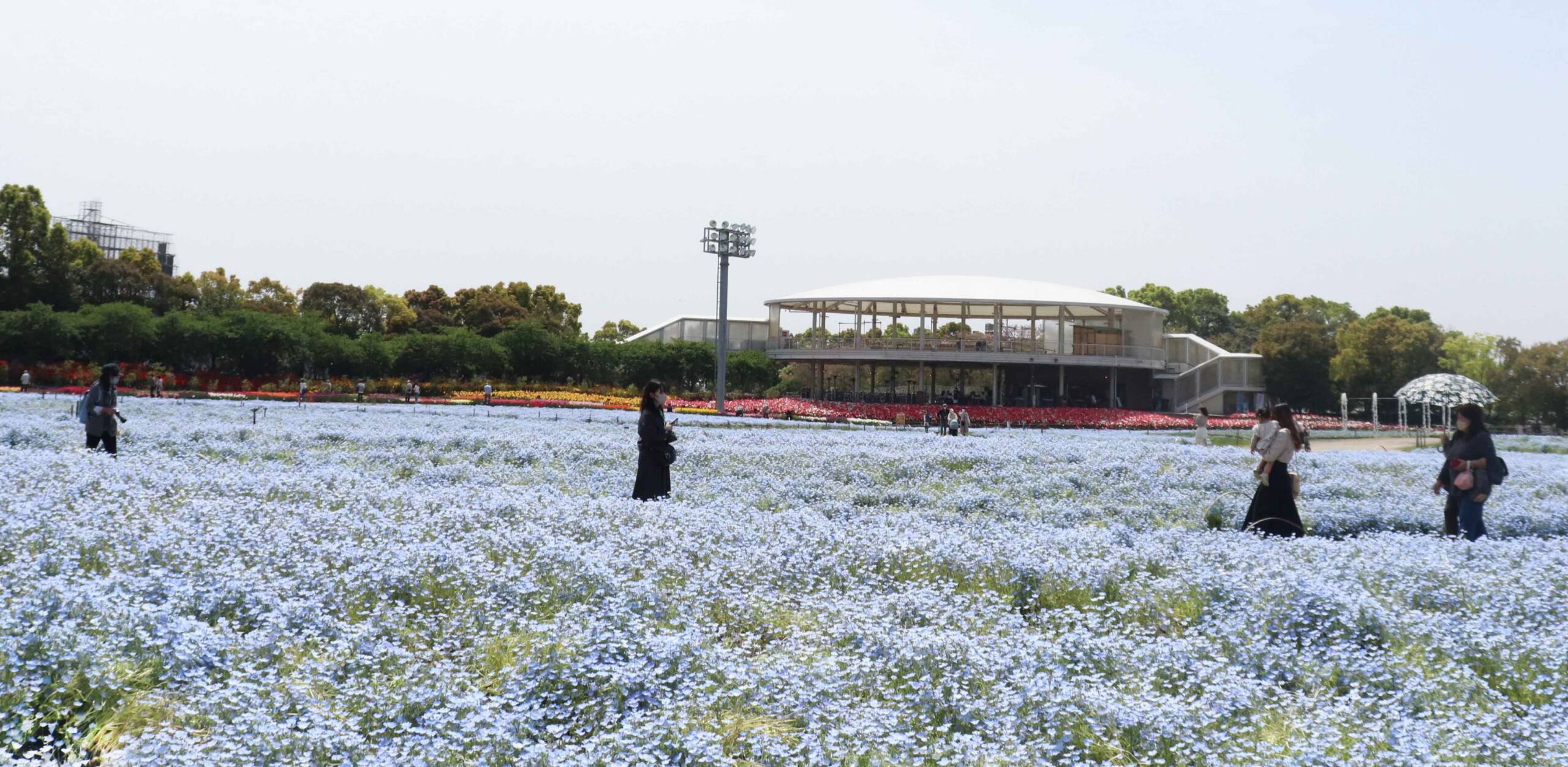 「なばなの里」でネモフィラが見ごろ、「花ひろば」に青い絨毯が広がる