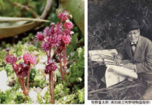 「ホンゴウソウ」発見の楠でその姿を 牧野富太郎が命名の植物 四日市市