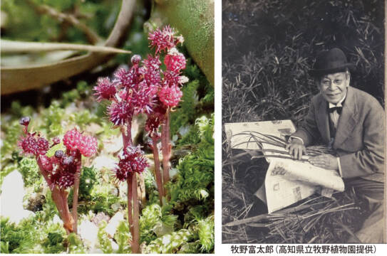 「ホンゴウソウ」発見の楠でその姿を　牧野富太郎が命名の植物　四日市市
