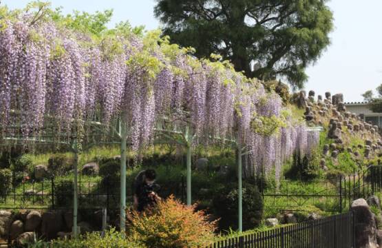 「五百羅漢」の藤の花が見ごろに、三重県菰野町竹成の大日堂境内