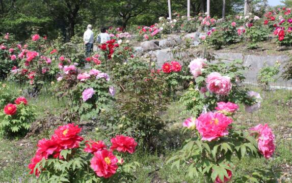 いなべ市農業公園のボタン見ごろに、今年の開花は1週間から10日早く進行中