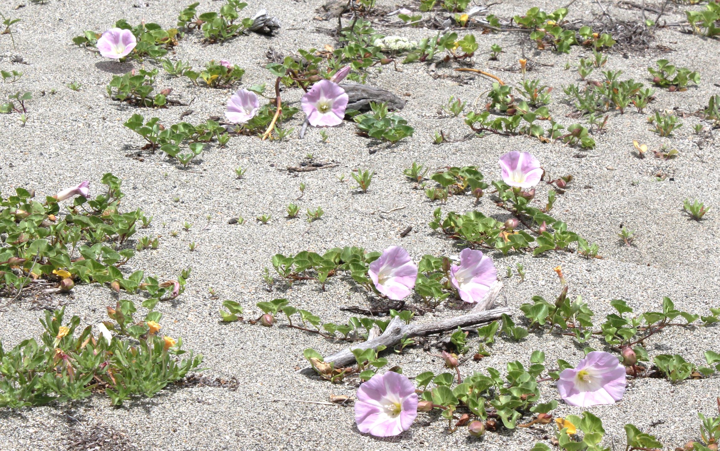 そろそろ見納め、まだ間に合う？　吉崎海岸にハマヒルガオの可憐な花