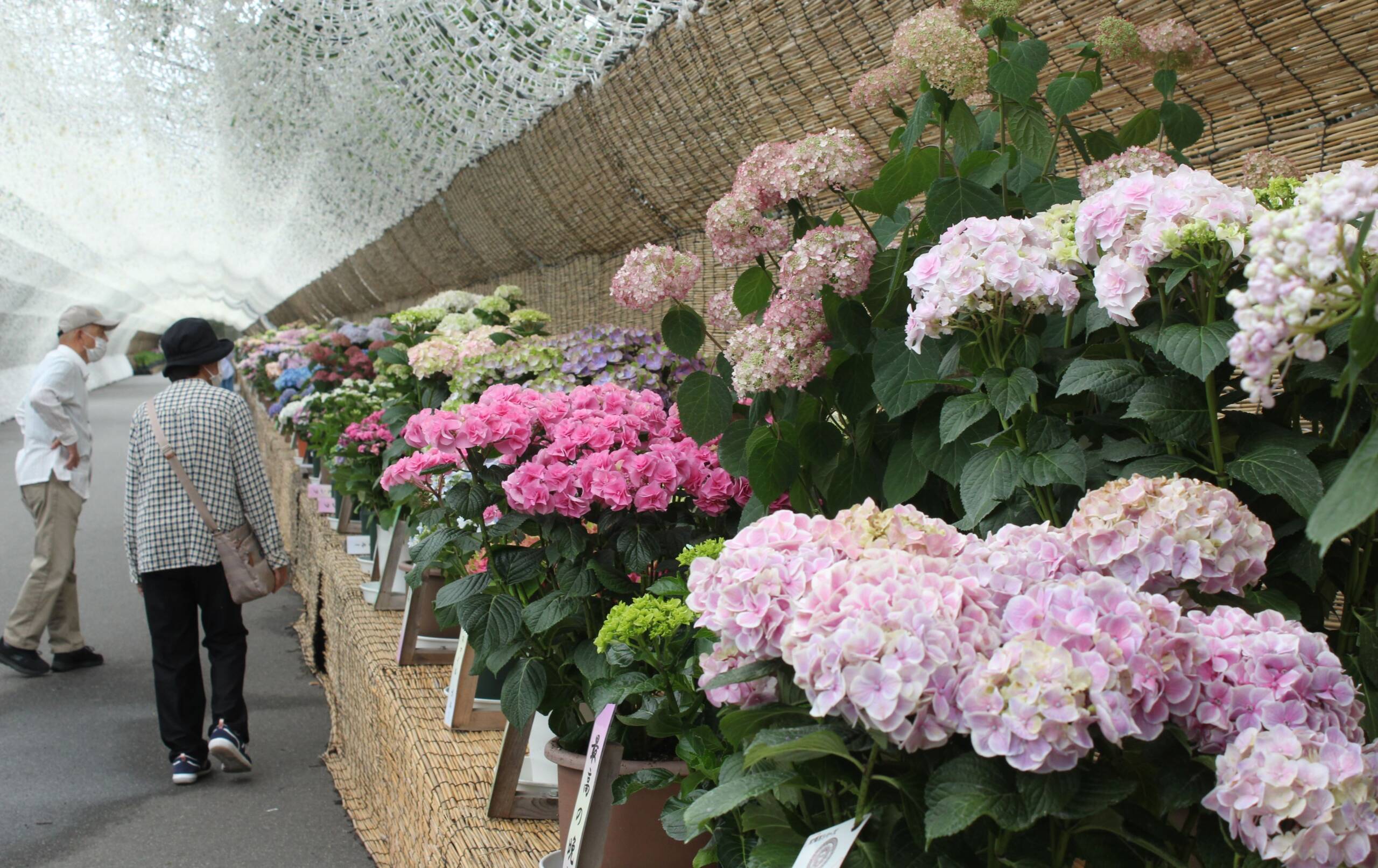 美を競う花300鉢、なばなの里で「あじさい・花しょうぶロード」開幕