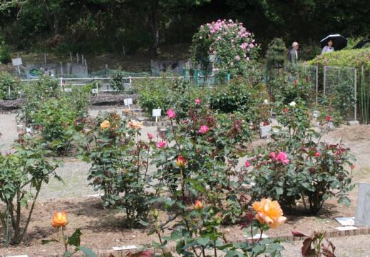 好天の連休後半入り、バラの開花も進む、四日市市南部丘陵公園