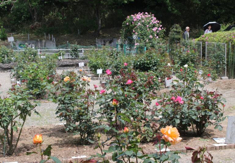 好天の連休後半入り、バラの開花も進む、四日市市南部丘陵公園