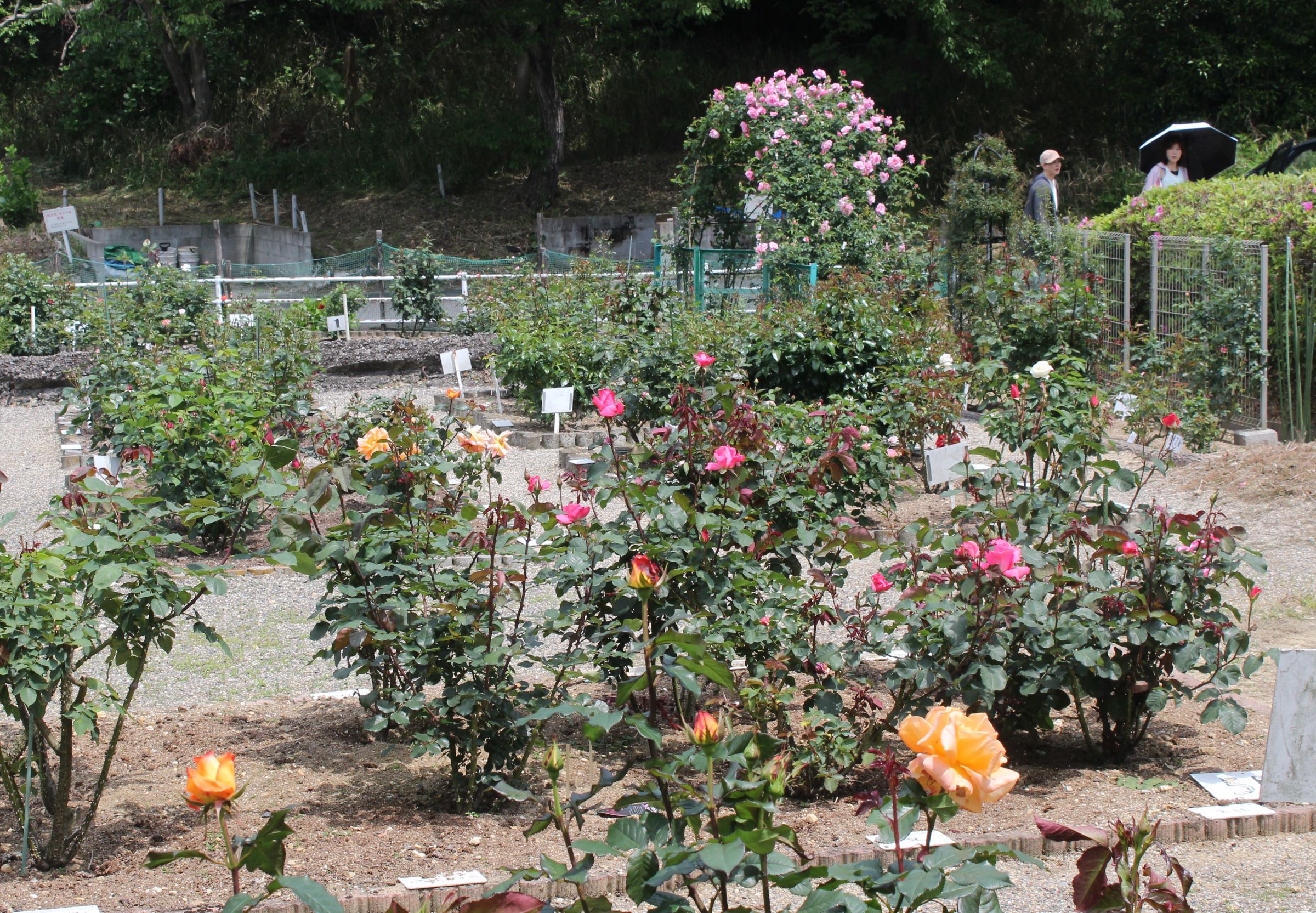 好天の連休後半入り、バラの開花も進む、四日市市南部丘陵公園