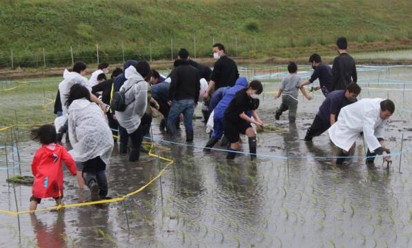 雨に負けず田植えでスタート、四日市市楠町で「田んぼアート」