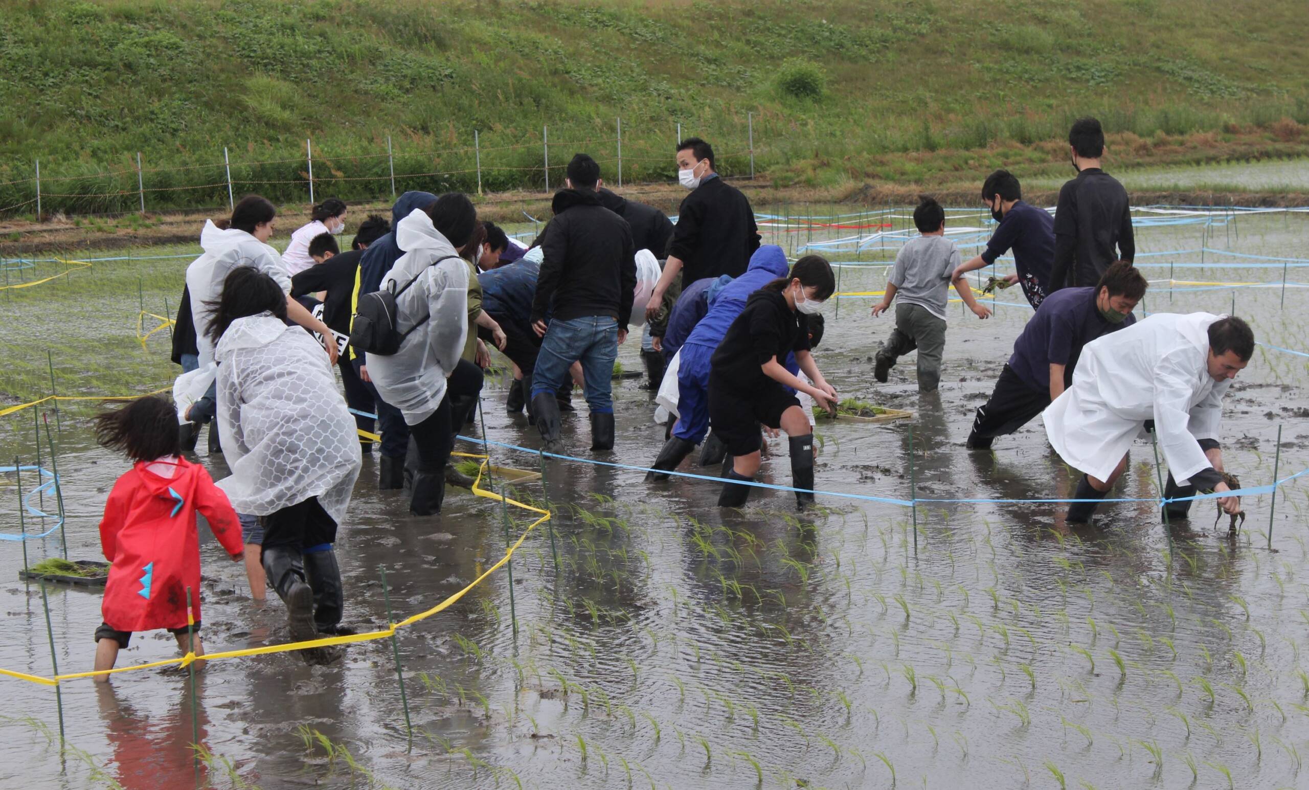 雨に負けず田植えでスタート、四日市市楠町で「田んぼアート」
