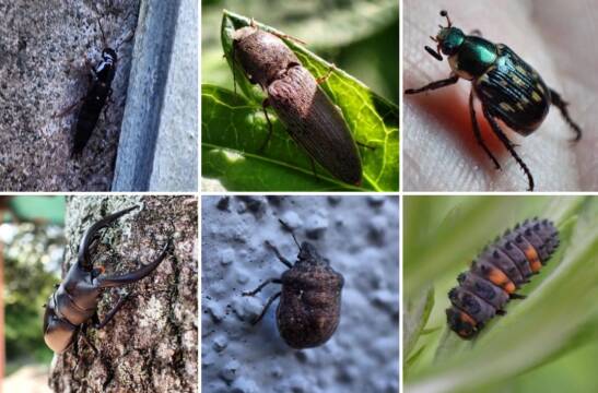 6月4日は「虫の日」　四日市で虫と出会う、虫と遊ぶ　　