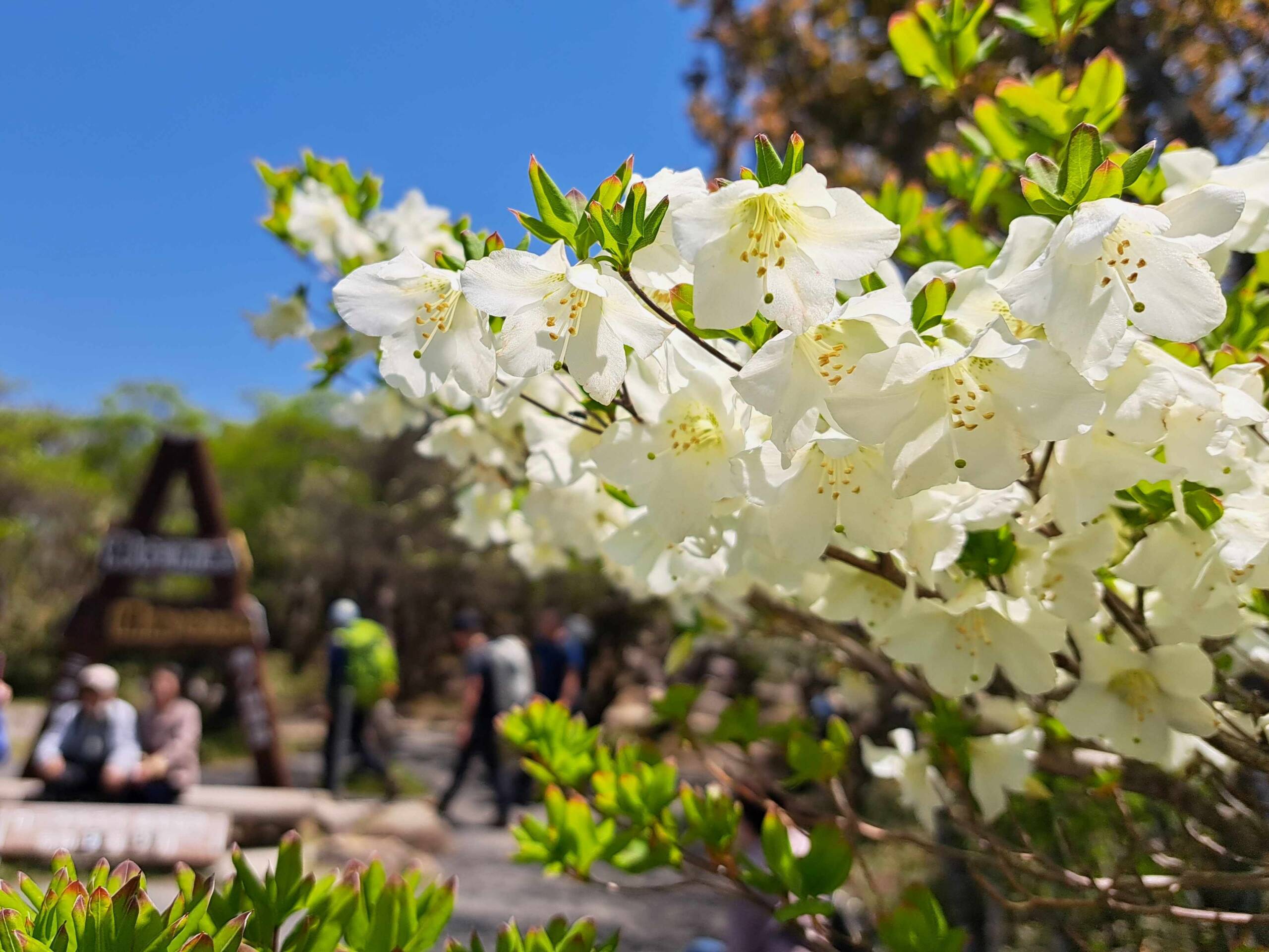 初夏の山彩る　シロヤシオの花見ごろ間近に　菰野町の御在所岳山上付近　