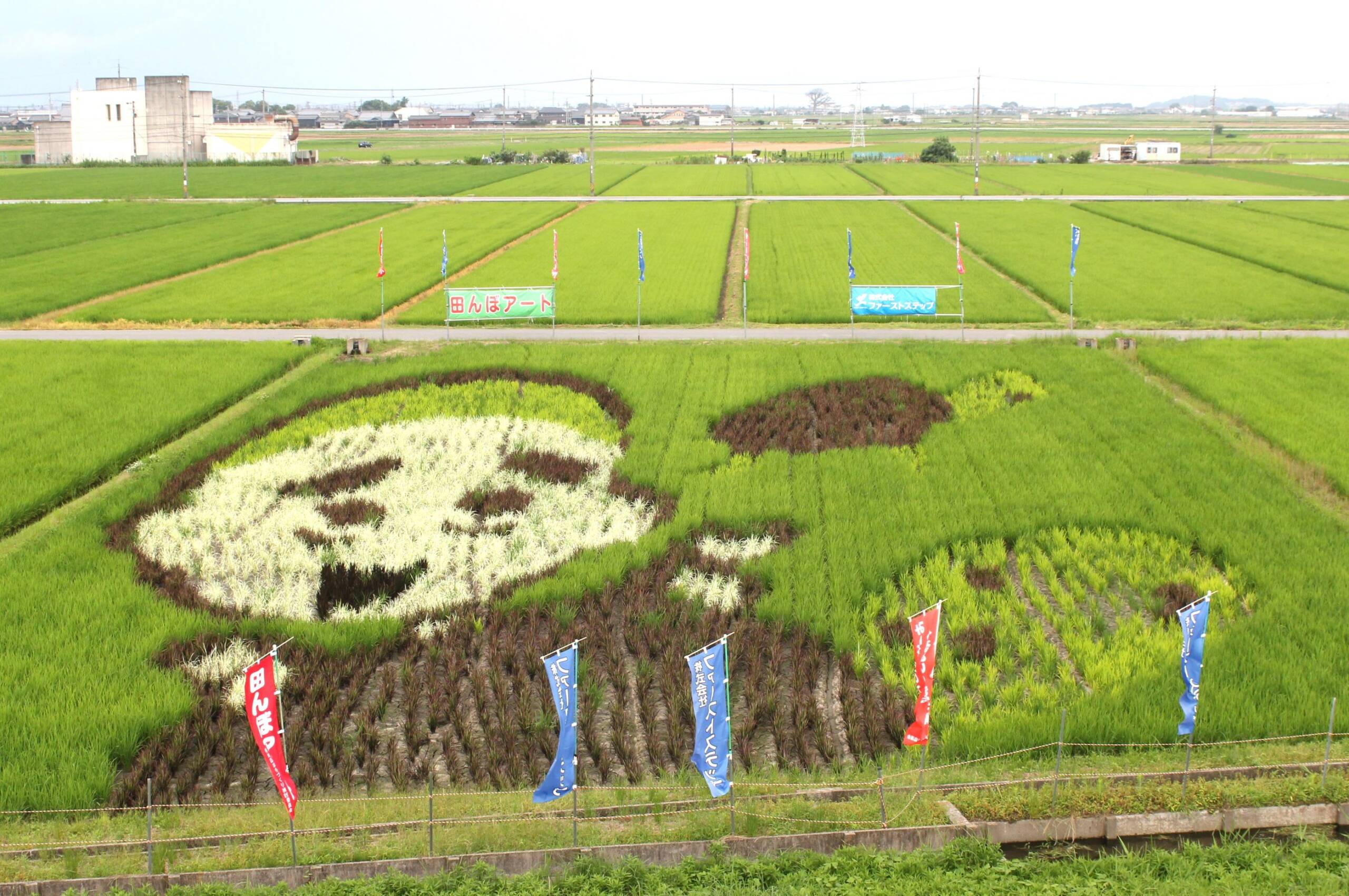 絵がはっきりしてきたよ！　四日市市楠町の「田んぼアート」、7月15日に現地で見学会