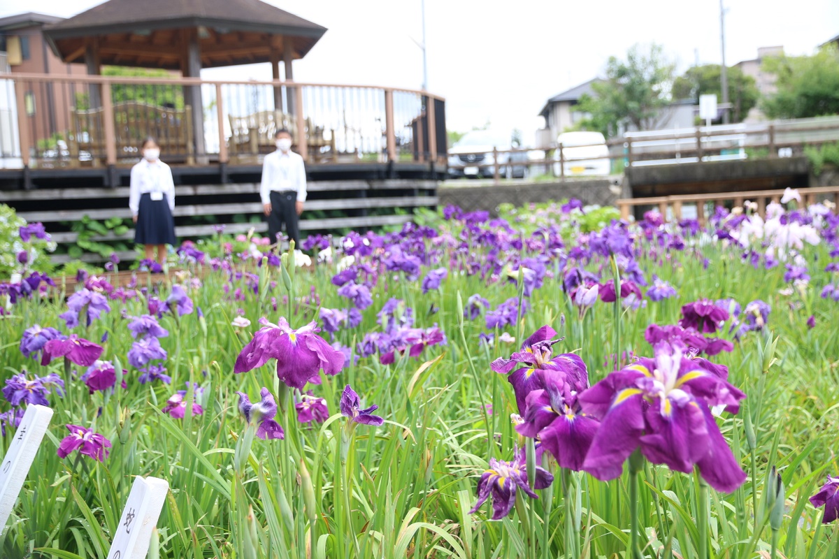 ハナショウブ見ごろに　四日市市の堀川菖蒲園　撮影楽しむ人も