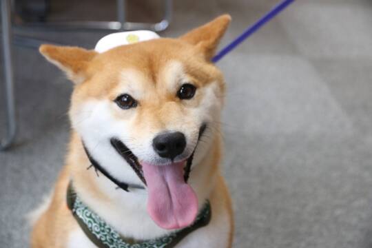 交通事故にあ「ワン」のたすき着用　広報犬の豆助　シルバー人材センターで啓発　四日市市